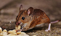 24 Hour & Emergency Exterminators in Lake Oswego, OR